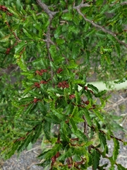 Nothofagus antarctica