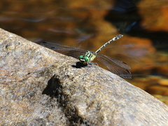 Austrogomphus prasinus