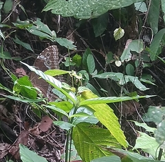 Morpho helenor peleides