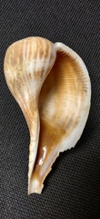 Fulguropsis