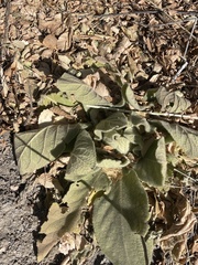 Stachys byzantina