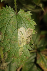 Agromyza anthracina