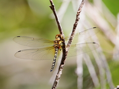 Hydrobasileus brevistylus