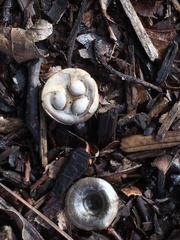 Cyathus olla