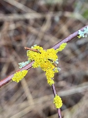 Polycauliona polycarpa