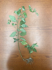 Dicliptera brachiata