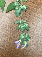 Dicliptera brachiata