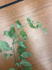 Dicliptera brachiata