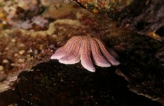 Stichaster australis