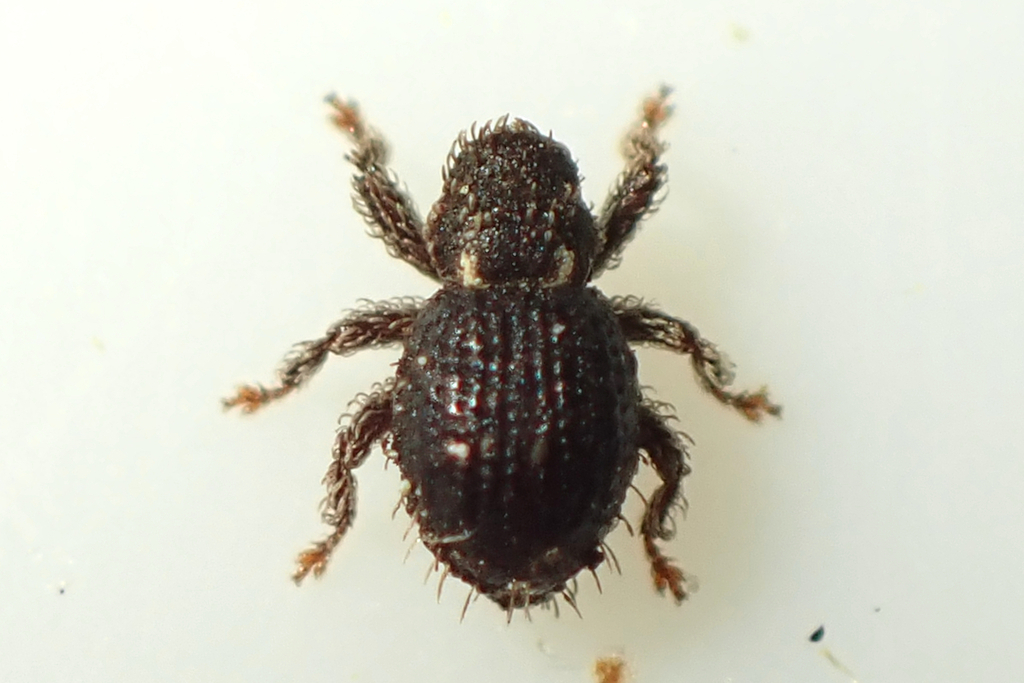 Microcryptorhynchus perpusillus