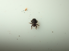 Microcryptorhynchus perpusillus