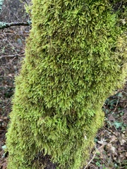 Homalothecium fulgescens