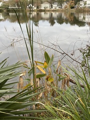 Panicum repens