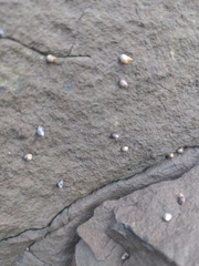 Littorina saxatilis