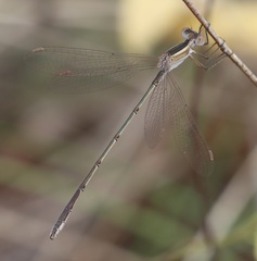 Lestes alacer