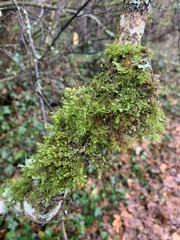 Plagiomnium venustum