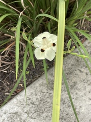 Dietes