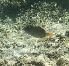 Cantherhines dumerilii