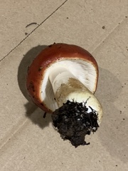 Russula emetica