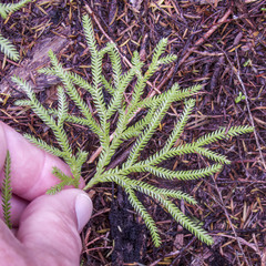 Lycopodium volubile