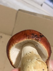 Russula emetica