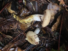 Gomphidius oregonensis