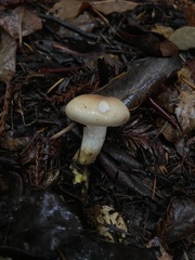 Gomphidius oregonensis