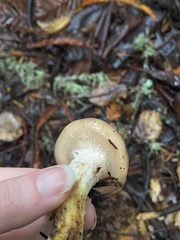 Gomphidius oregonensis