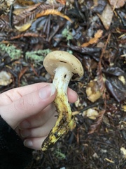 Gomphidius oregonensis