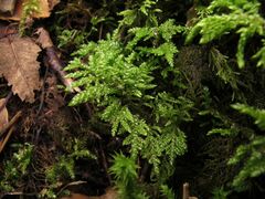 Hyocomium armoricum
