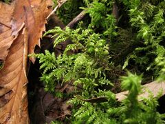 Hyocomium armoricum