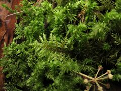 Hyocomium armoricum