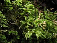 Hyocomium armoricum