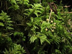 Hyocomium armoricum