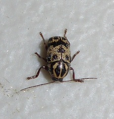 Cryptocephalus maccus