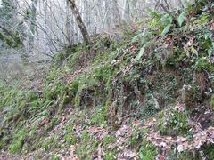 Hyocomium armoricum