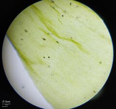Hyocomium armoricum
