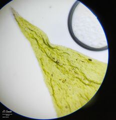 Hyocomium armoricum