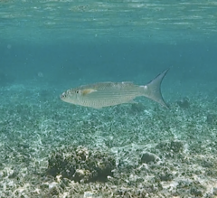 Crenimugil crenilabis