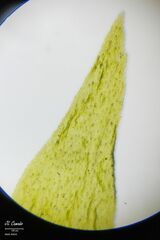Hyocomium armoricum