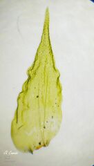 Hyocomium armoricum