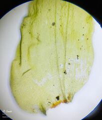 Hyocomium armoricum
