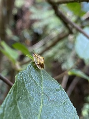 Meroscalsis blackburni