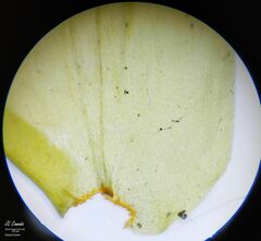 Hyocomium armoricum