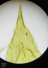 Hyocomium armoricum