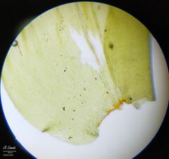 Hyocomium armoricum