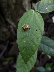 Meroscalsis blackburni