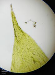 Hyocomium armoricum