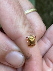 Meroscalsis blackburni