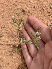 Ipomopsis gunnisonii